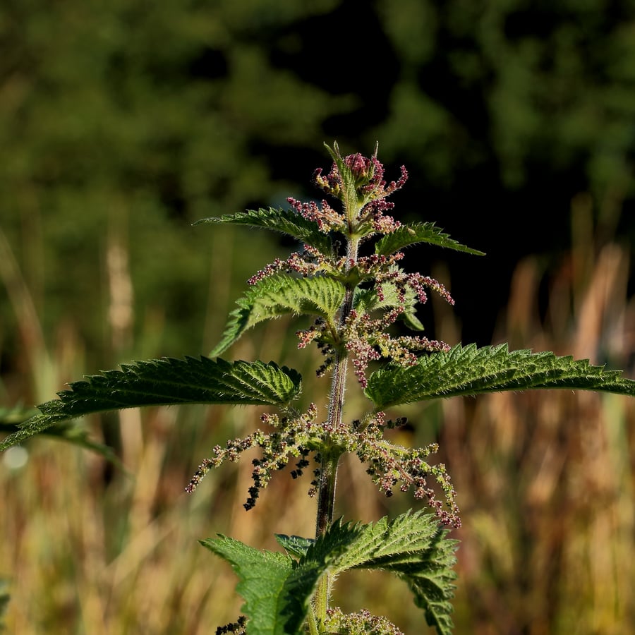 Grote brandnetel (Urtica dioica) zaden