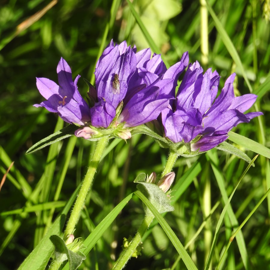 Kluwenklokje (Campanula glomerata) zaden