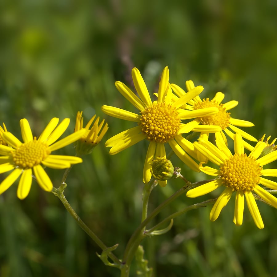 Waterkruiskruid (Jacobaea aquatica) zaden