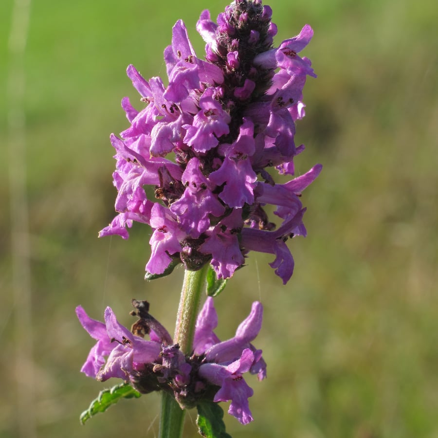 Betonie (Betonica officinalis) zaden