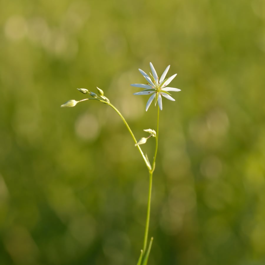 Grasmuur (Stellaria graminea) zaden