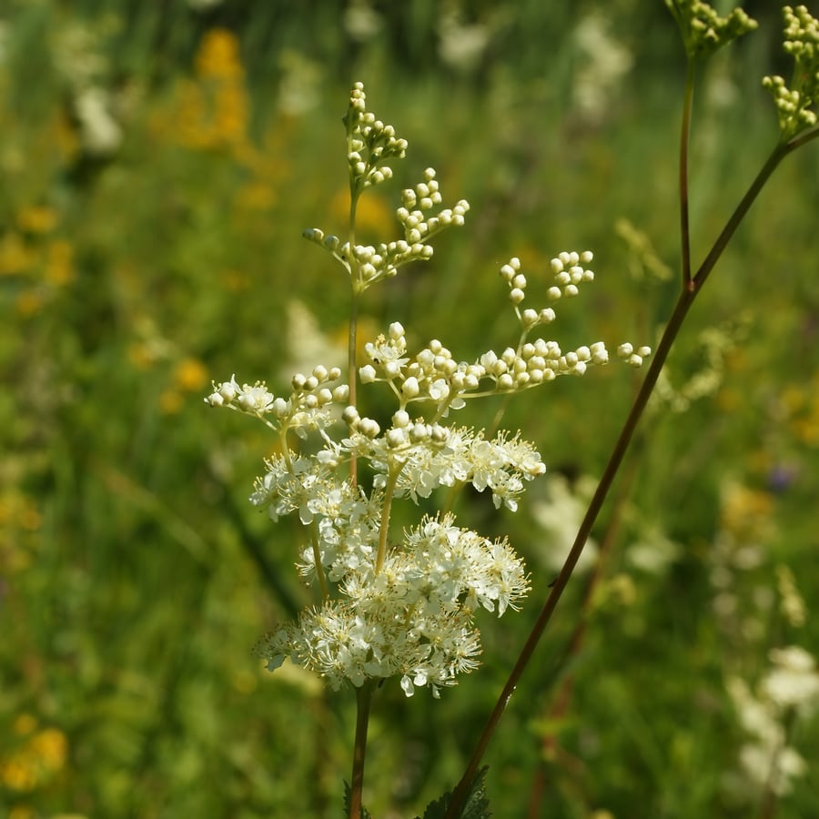 Moerasspirea (Filipendula ulmaria) zaden