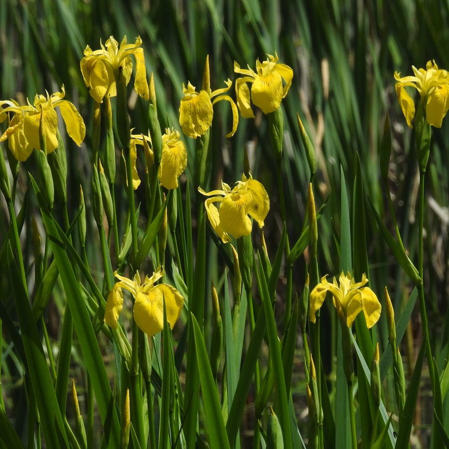 Iris (Iris pseudacorus) zaden