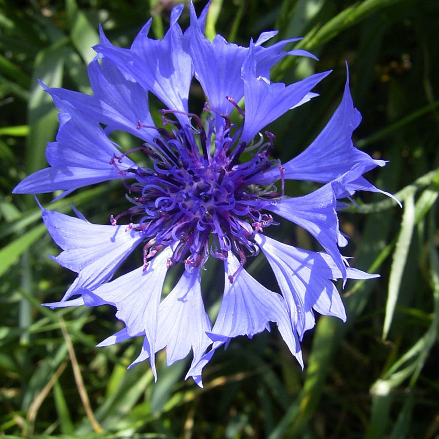 Korenbloem (Centaurea cyanus) zaden
