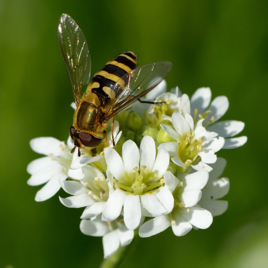 Grijskruid (Berteroa incana) zaden