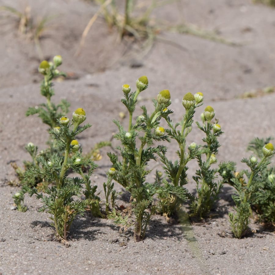 Schijfkamille (Matricaria discoidea) zaden