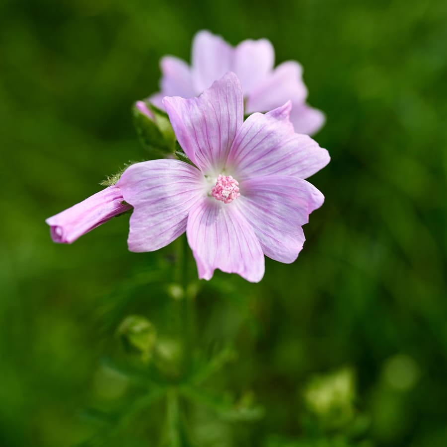 Vijfdelig kaasjeskruid (Malva alcea) zaden