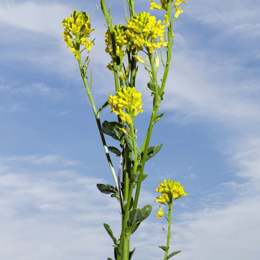 Gewoon barbarakruid (Barbarea vulgaris) zaden
