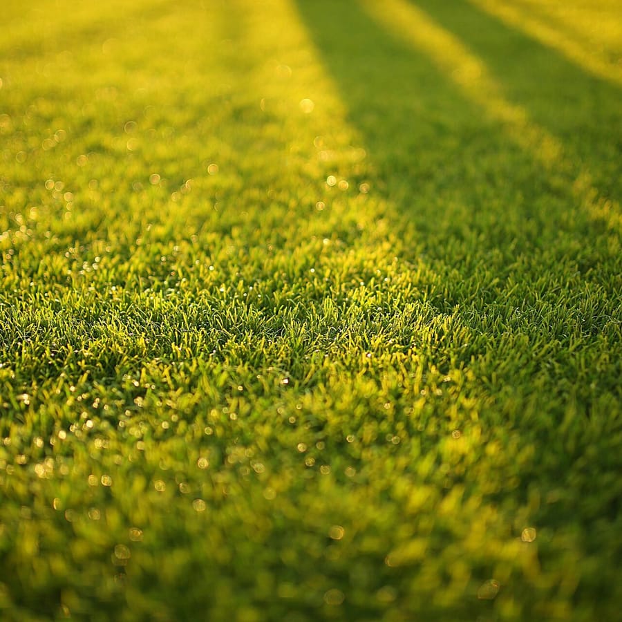 Speel- en sportgazon (Graszaad) zaden