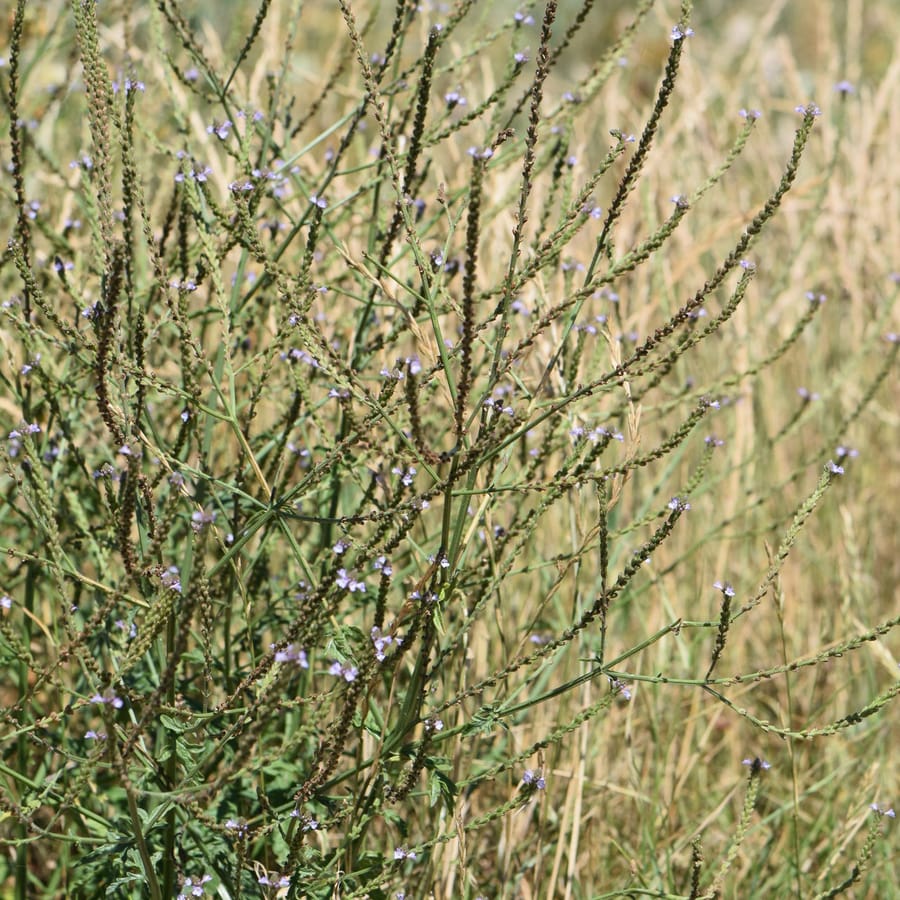 IJzerhard (Verbena officinalis) zaden