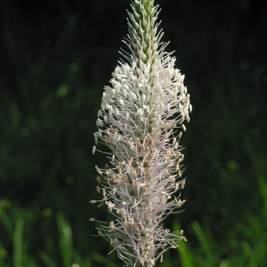 Ruige weegbree (Plantago media) zaden