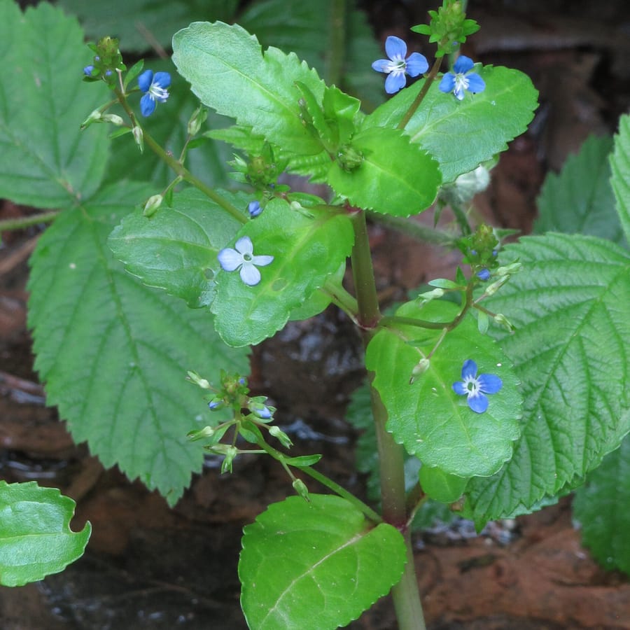 Beekpunge (Veronica beccabunga) zaden