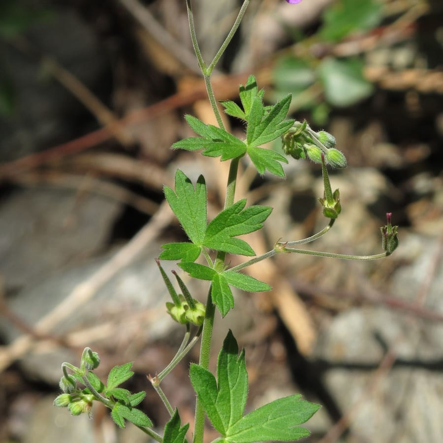 Bermooievaarsbek (Geranium pyrenaicum) zaden