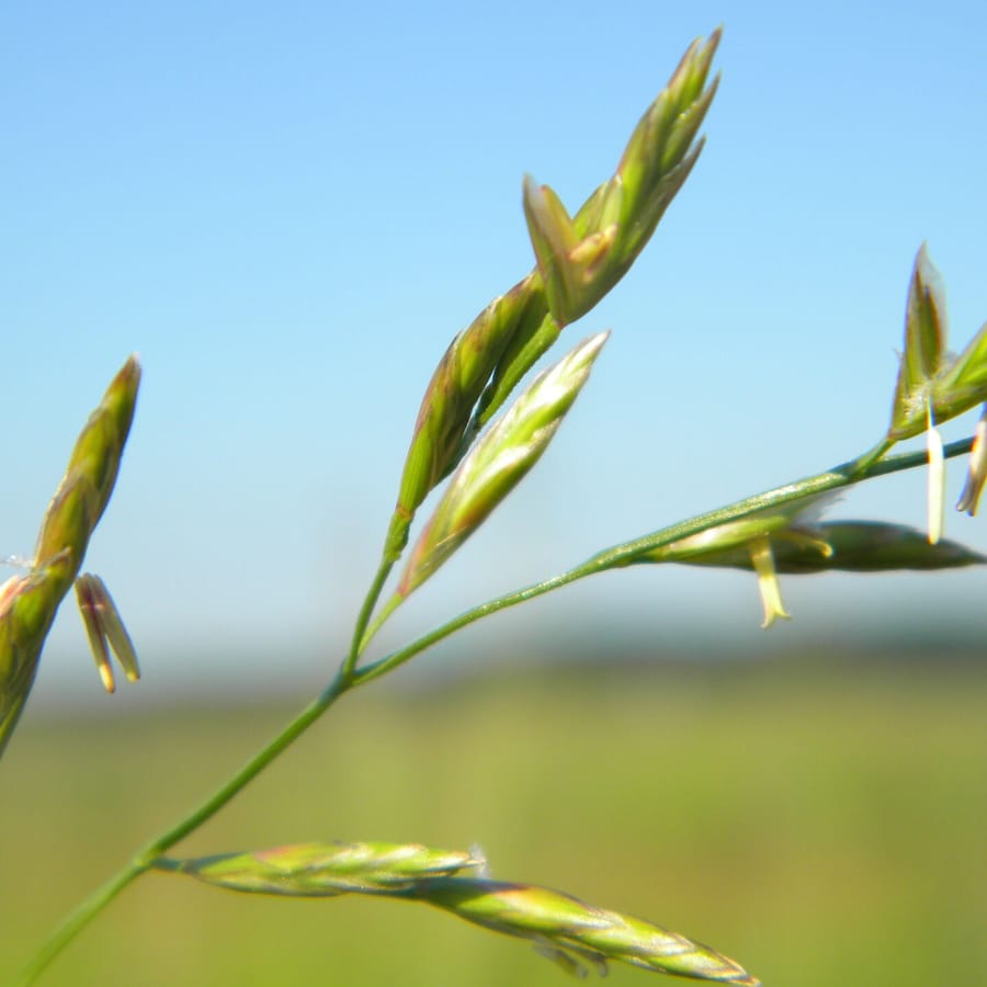 Beemdlangbloem BIO (Schedonorus pratensis) zaden