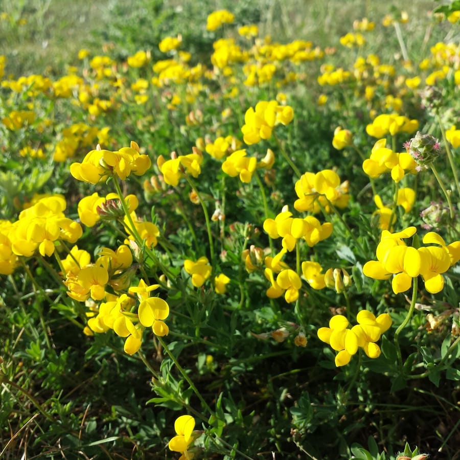 Gewone rolklaver BIO (Lotus corniculatus var. corniculatus) zaden