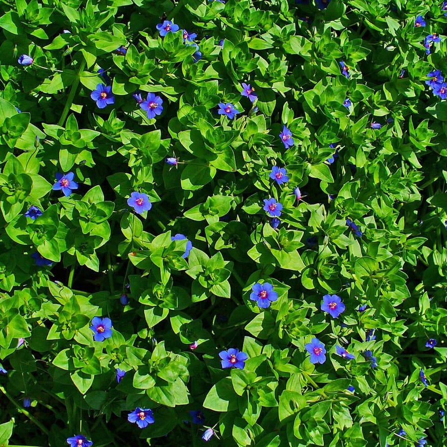 Blauw guichelheil (Anagallis arvensis ssp. foemina) zaden