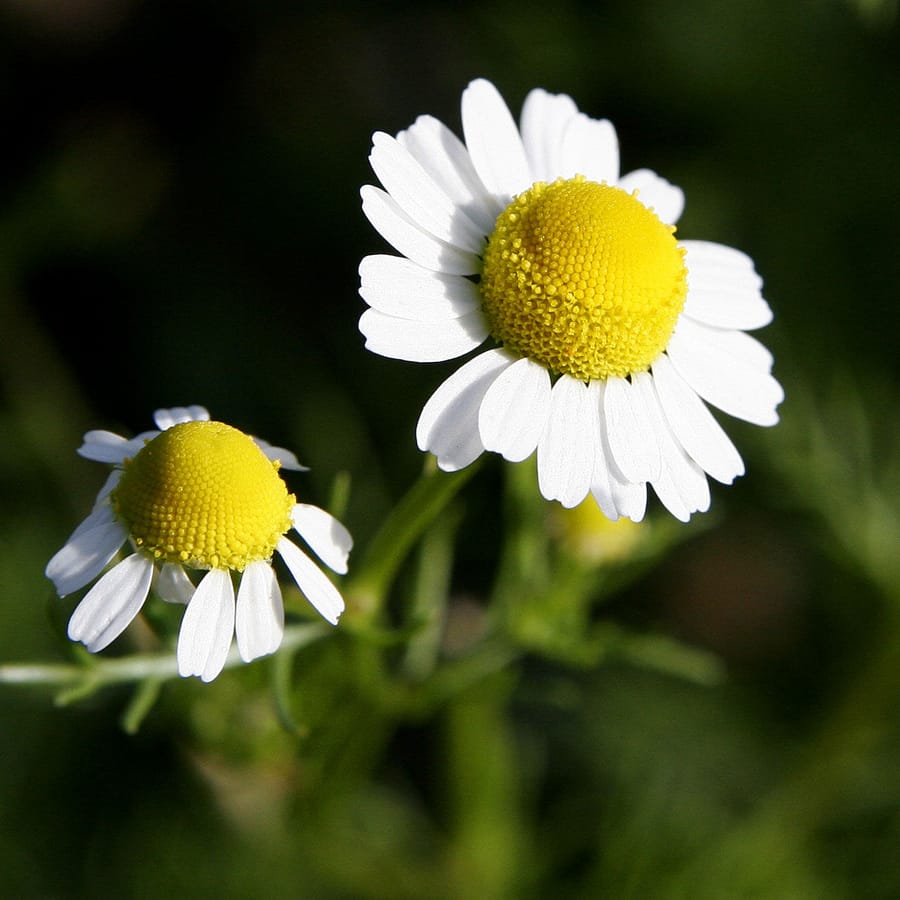 Echte kamille (Matricaria chamomilla) zaden