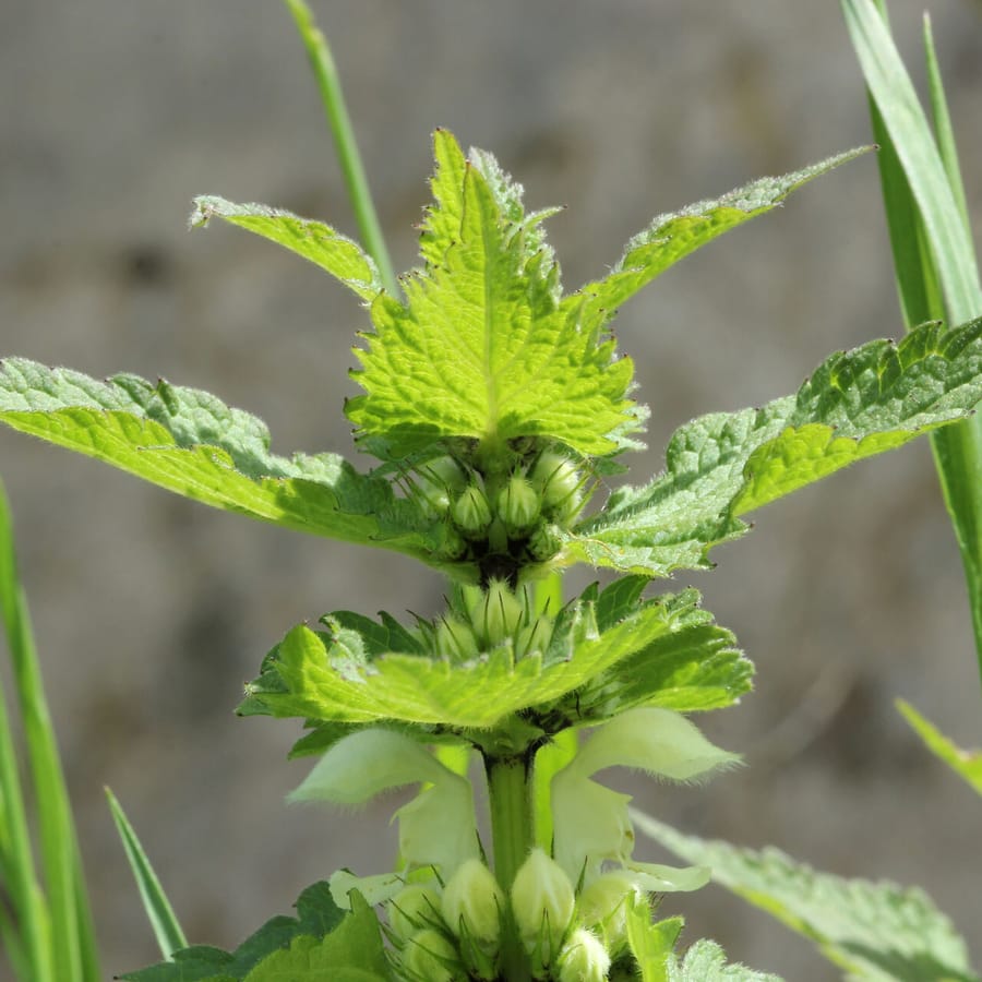 Lamium album (Witte dovenetel) zaden