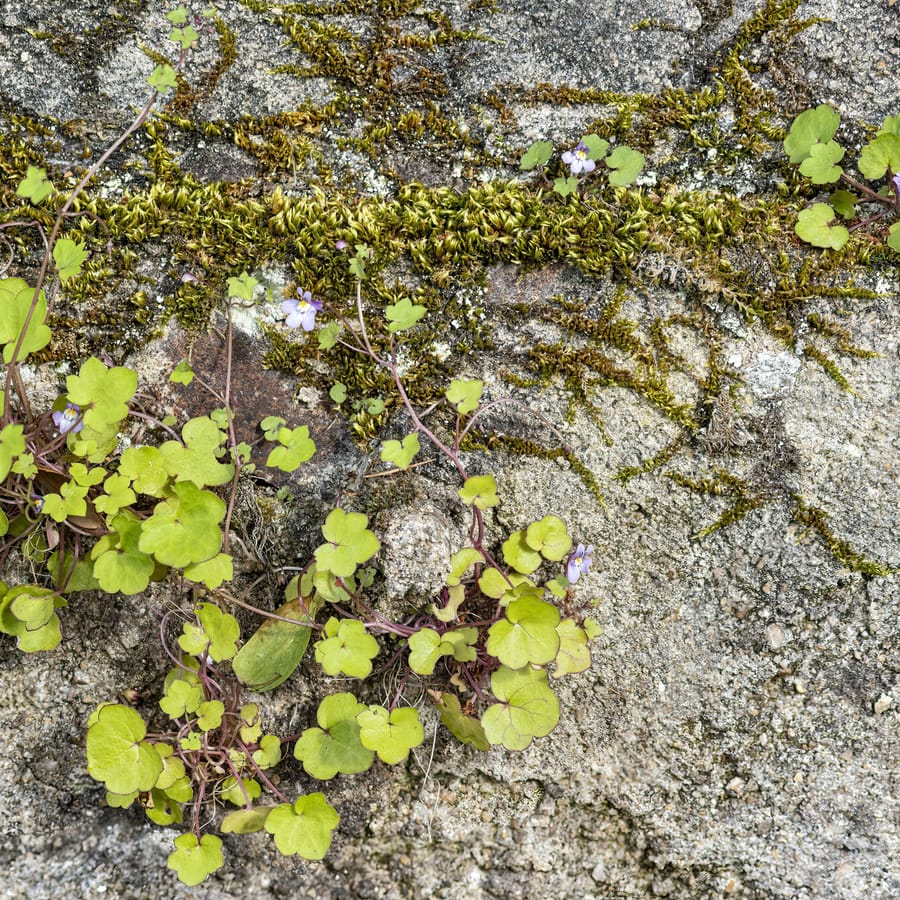 Muurleeuwenbek (Cymbalaria muralis) zaden