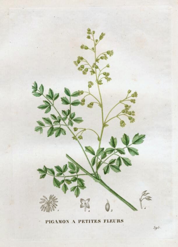 Kleine ruit (Thalictrum minus) zaden
