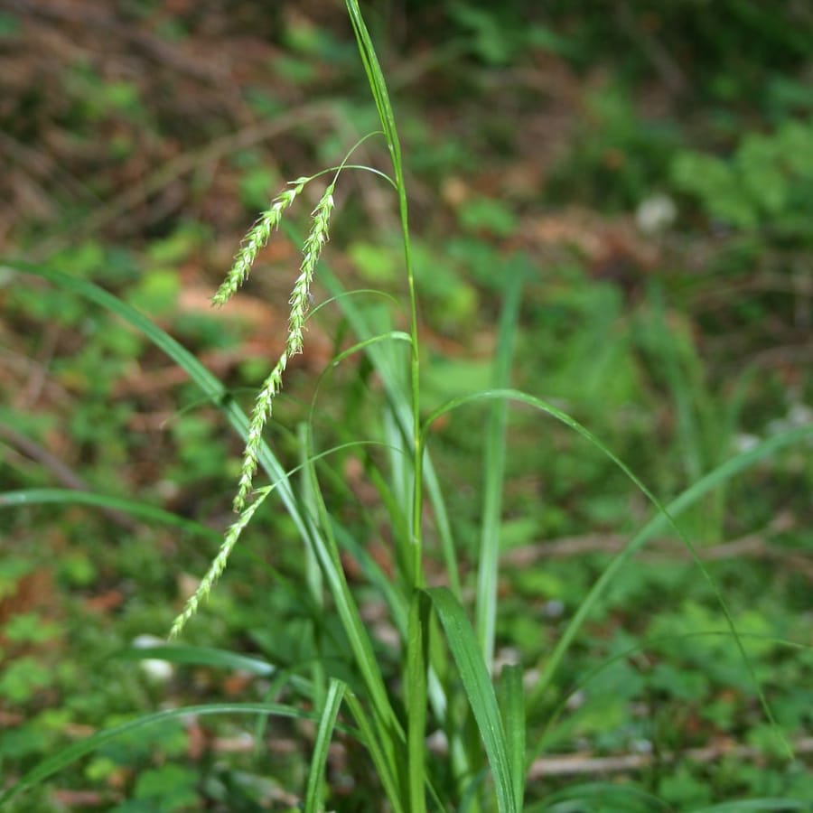 Boszegge (Carex sylvatica) zaden