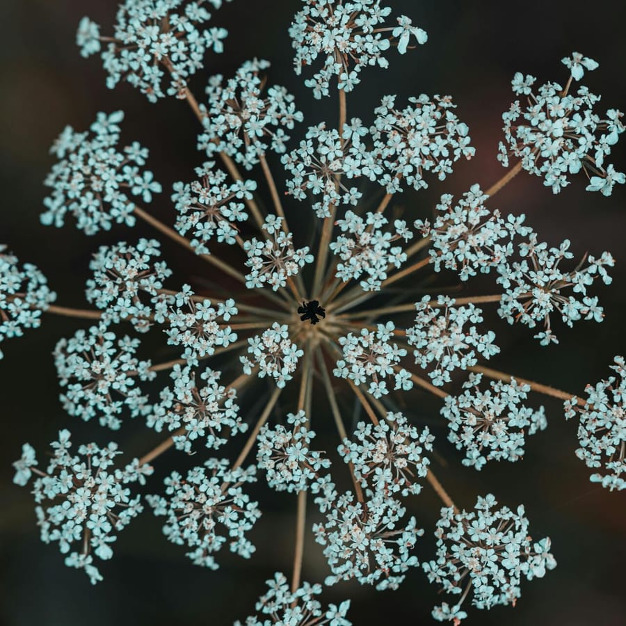 Wilde Peen BIO (Daucus carota) zaden