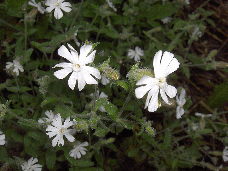 Nachtkoekoeksbloem (Silene noctiflora) zaden