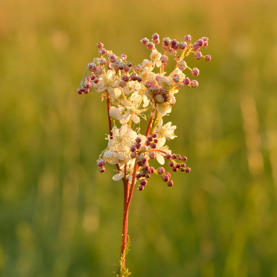 Knolspirea (Filipendula vulgaris) zaden