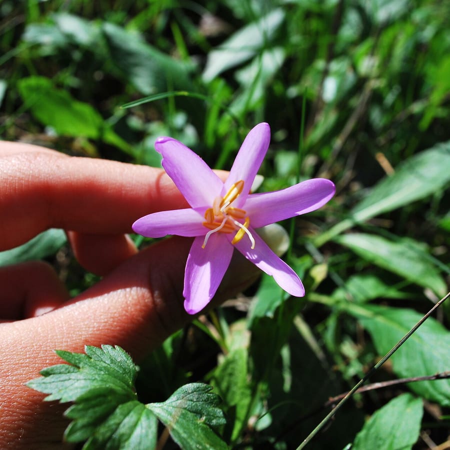 Herfsttijloos (Colchium autumnale) zaden