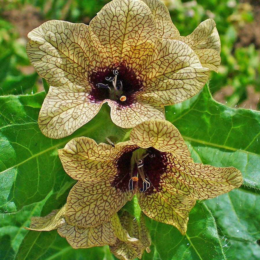 Bilzekruid (Hyoscyamus niger) zaden