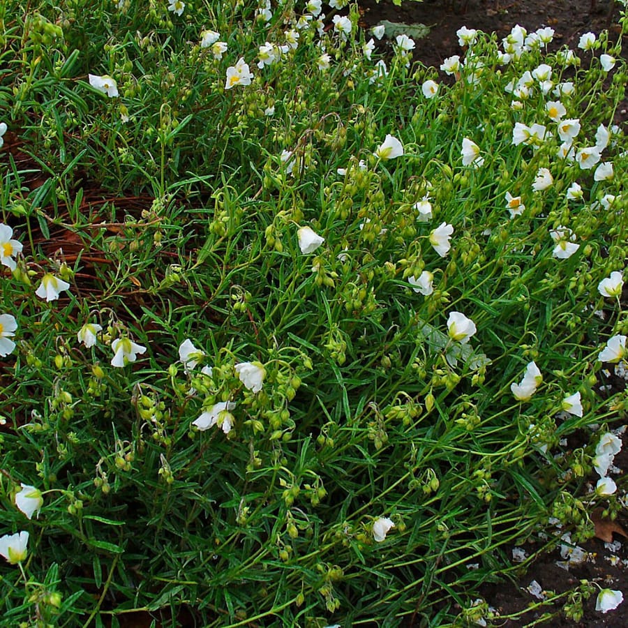 Geel zonneroosje (Helianthemum nummularium) zaden
