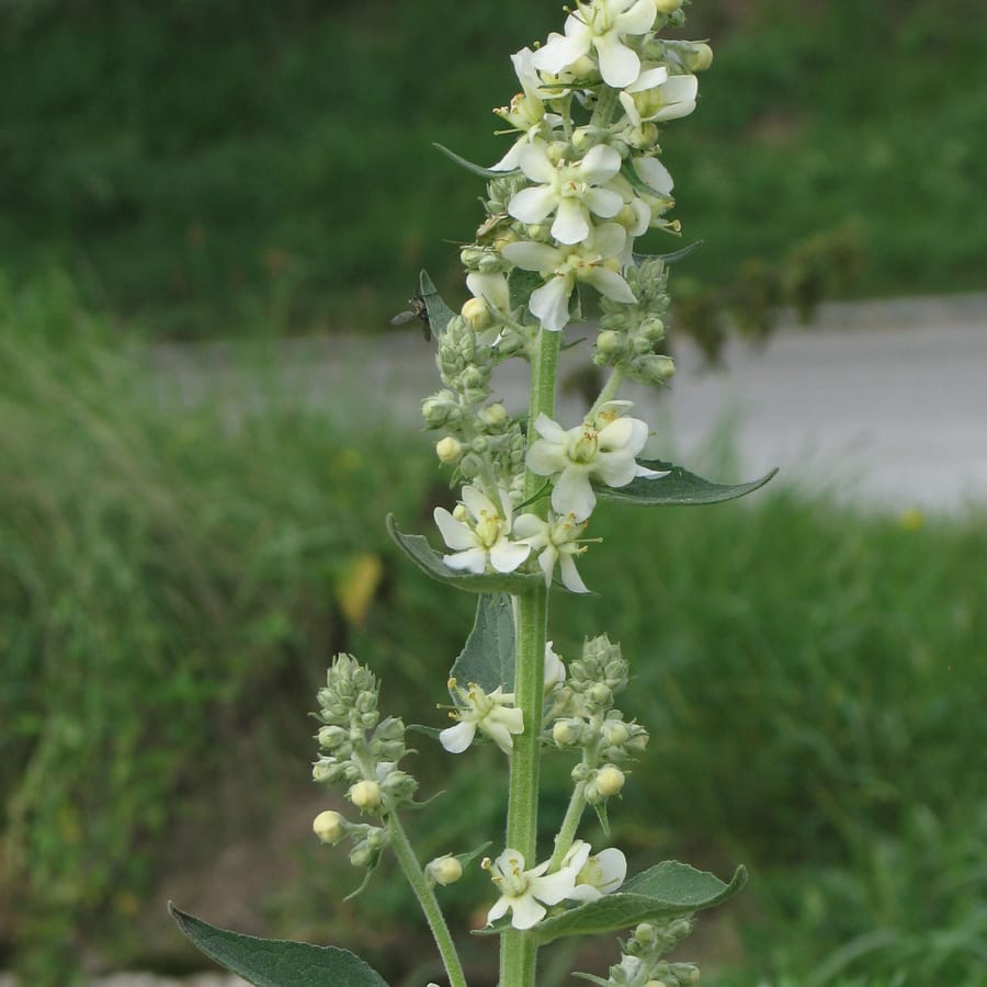 Melige toorts (Verbascum lychnitis) zaden