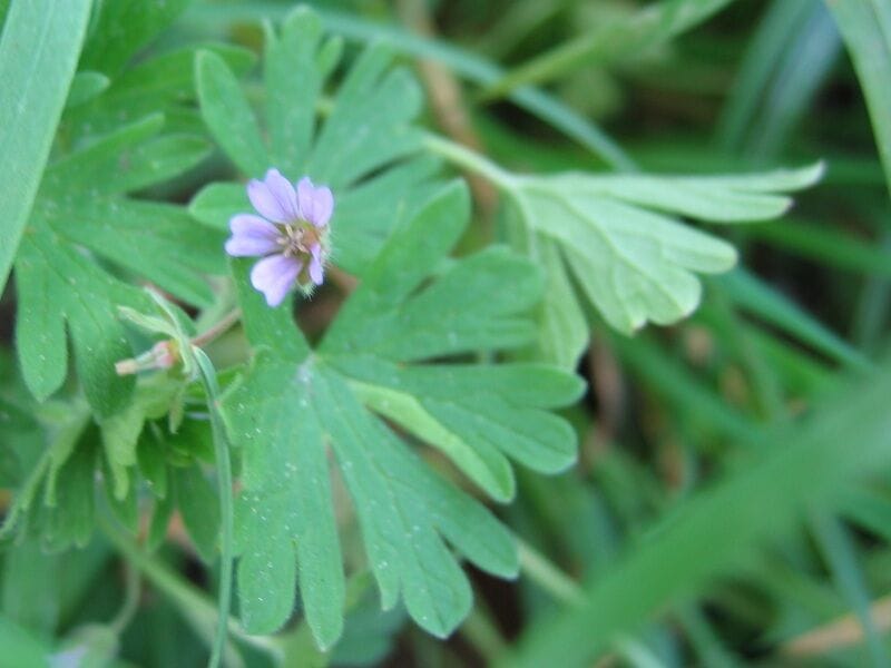 Kleine ooievaarsbek (Geranium pusillum) zaden