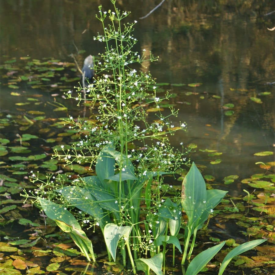Grote waterweegbree (Alisma plantago-aquatica) zaden