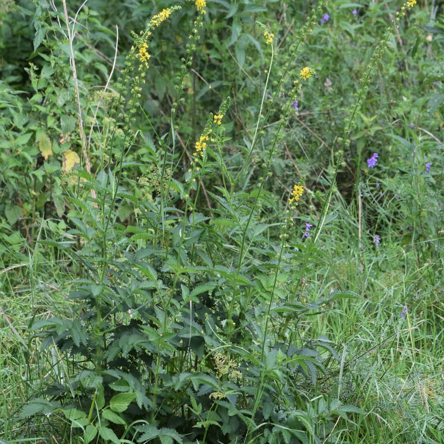 Welriekende agrimonie (Agrimonia procera) zaden