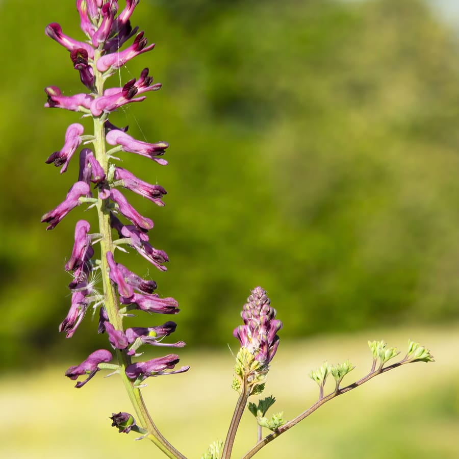 Duivenkervel (Fumaria officinalis) zaden