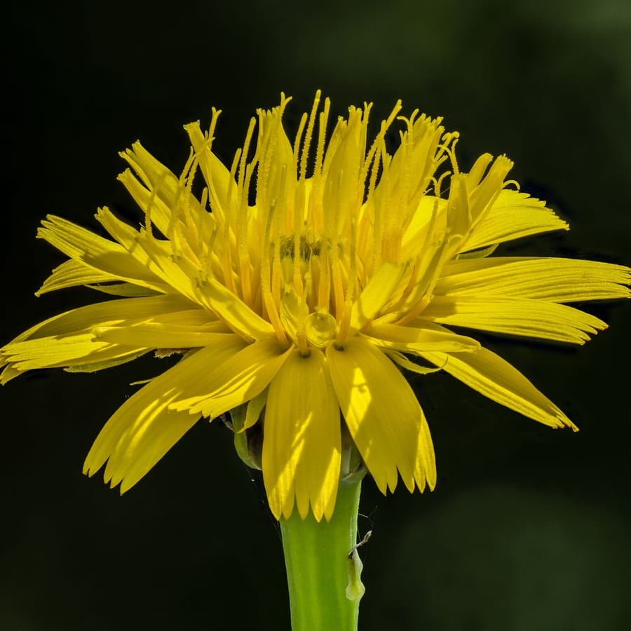 Groot streepzaad (Crepis biennis) zaden