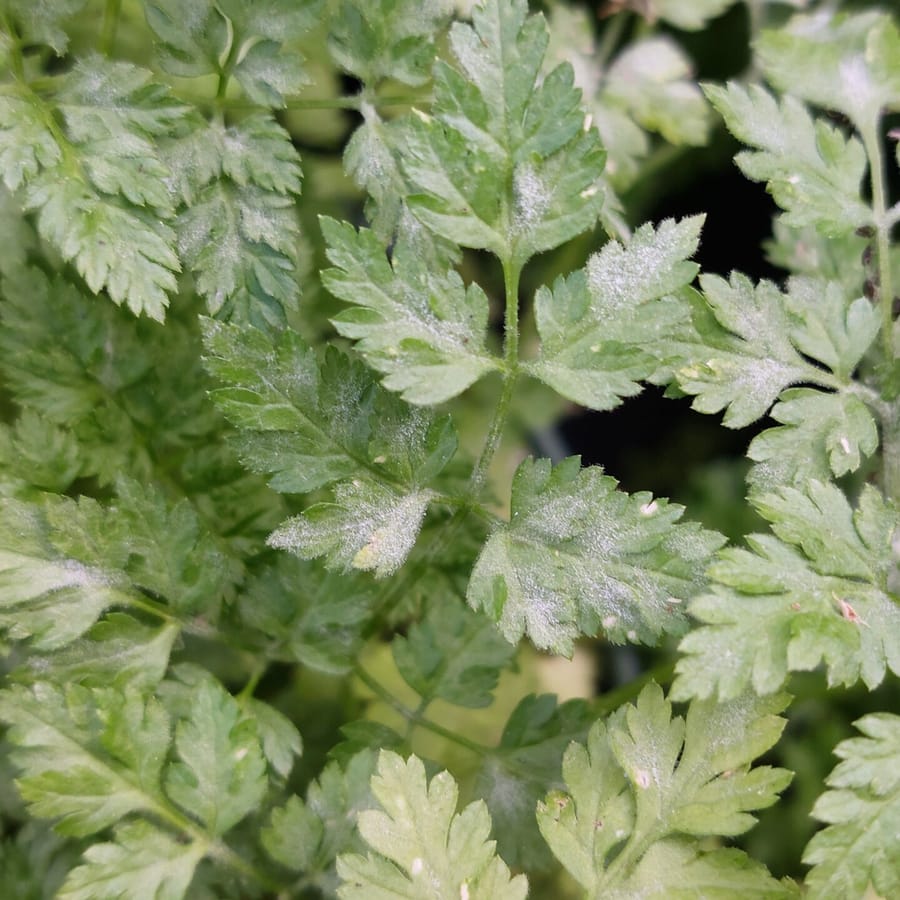 Kervel (Anthriscus cerefolium) zaden