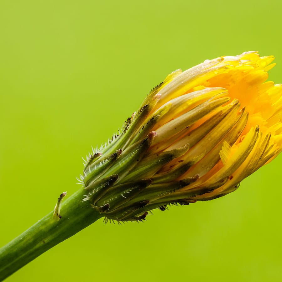 Gewoon biggenkruid (Hypochaeris radicata) zaden