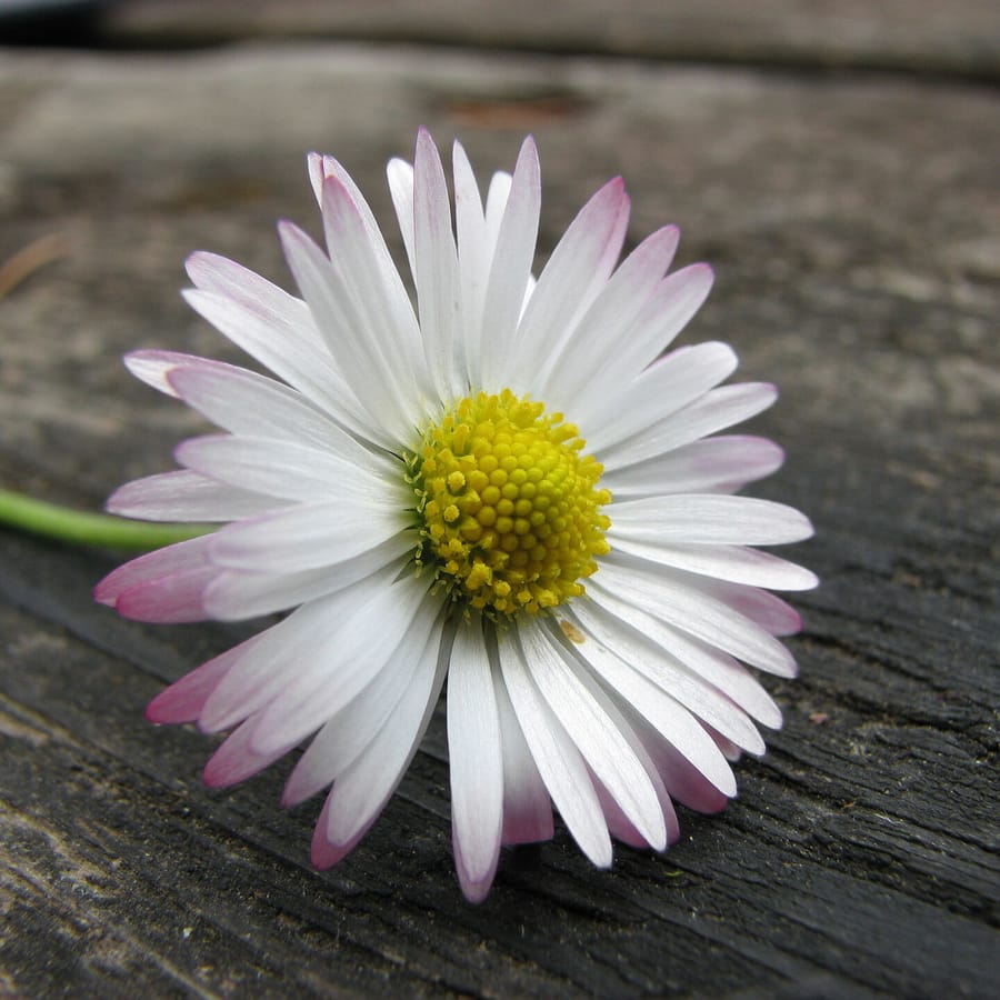 Madeliefje (Bellis perennis) zaden