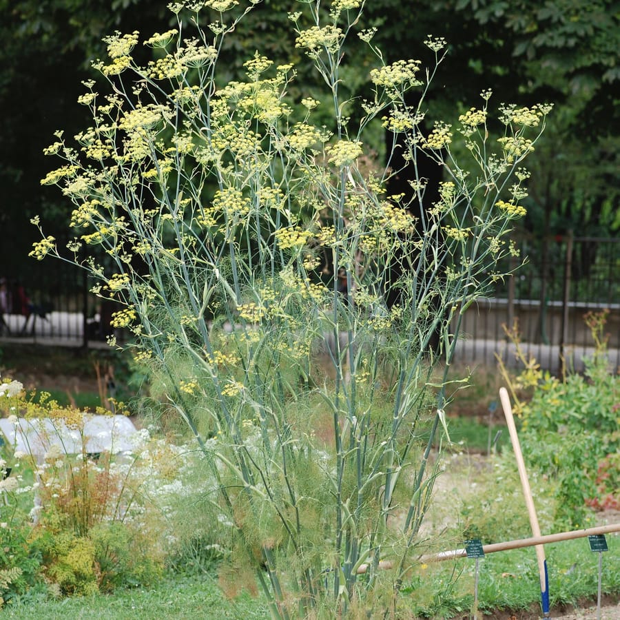 Venkel (Foeniculum vulgare) zaden