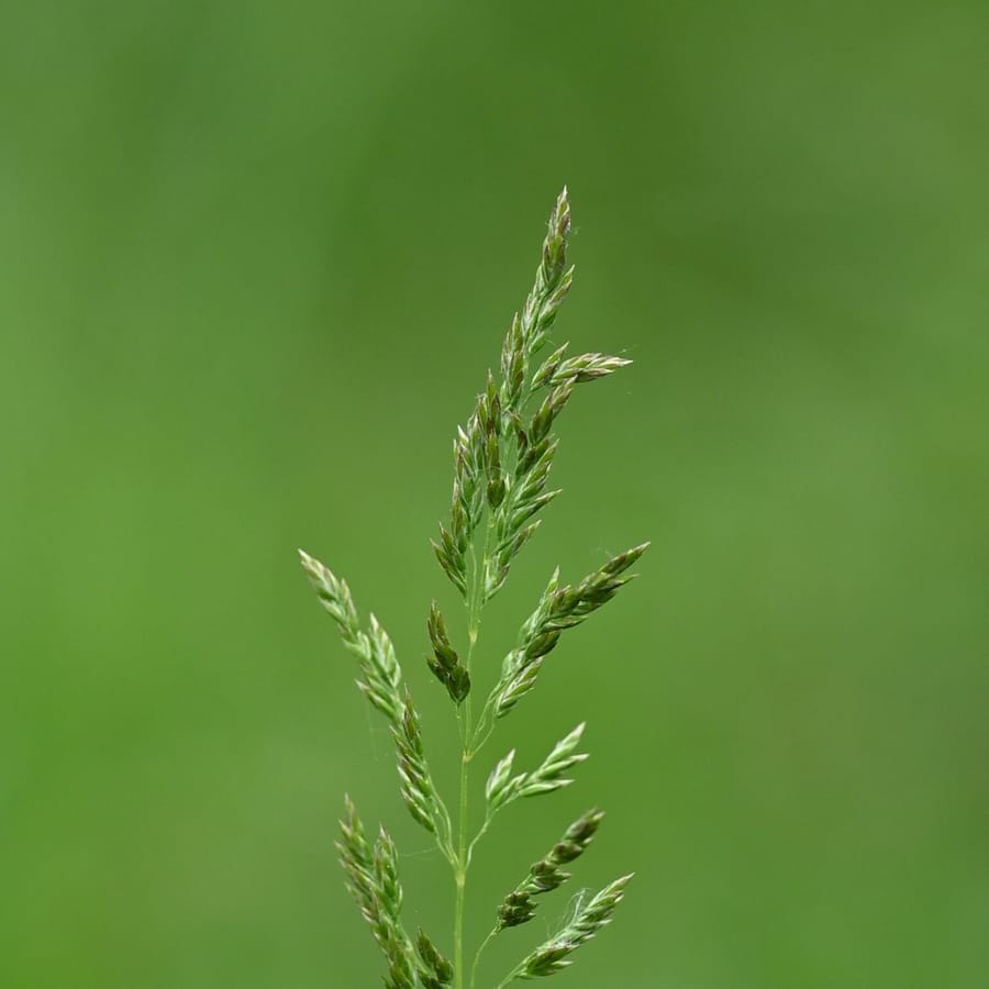 Veldbeemdgras (Poa pratensis ssp. pratensis) zaden