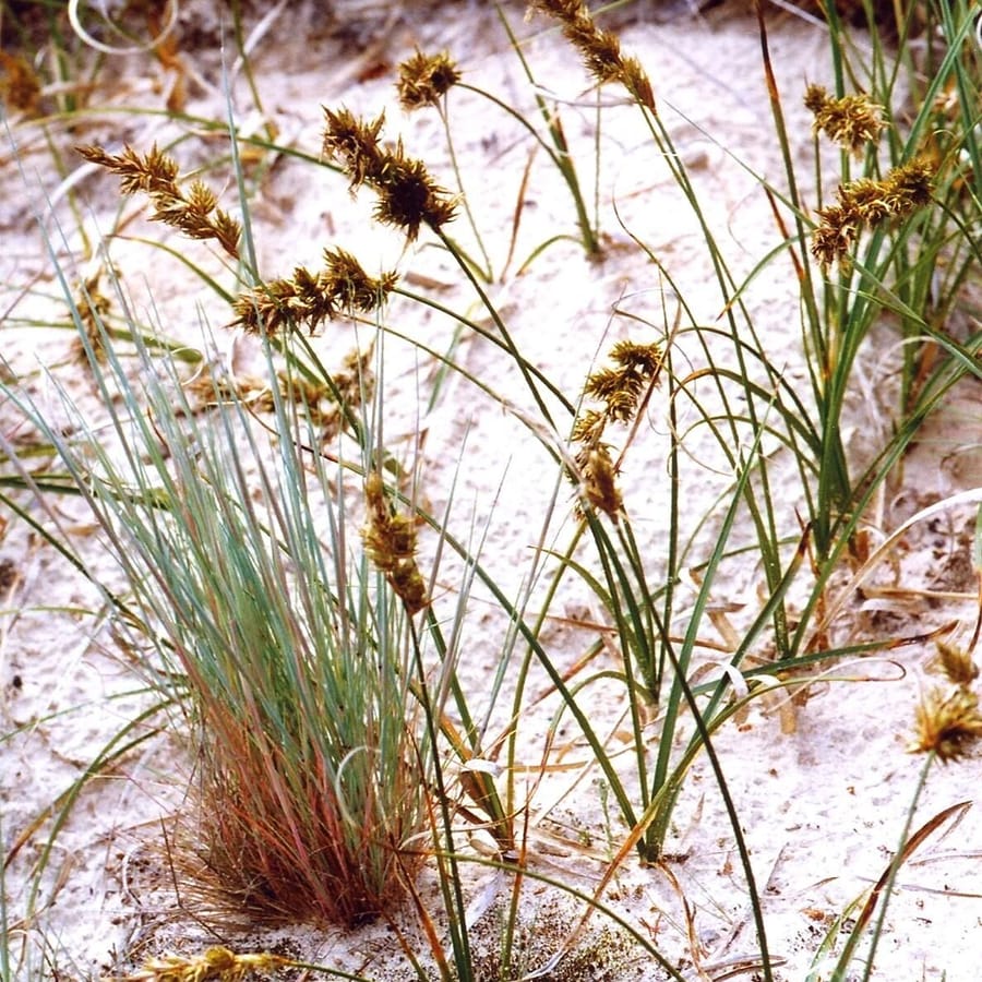Zandzegge (Carex arenaria) zaden