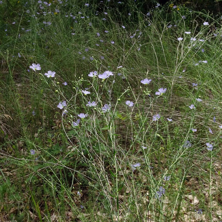 Overblijvend vlas (Linum perenne) zaden