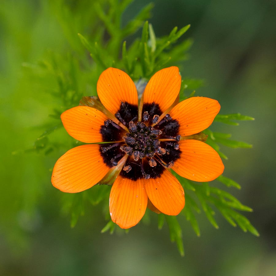Zomeradonis (Adonis aestivalis) zaden