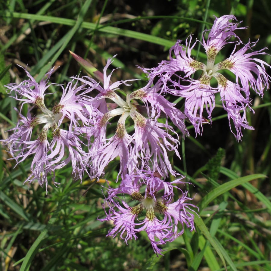 Prachtanjer (Dianthus superbus) zaden