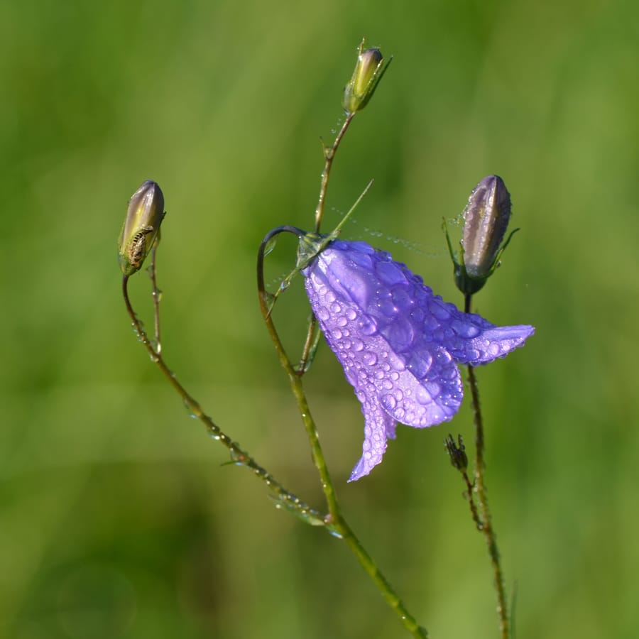 Grasklokje (Campanula rotundifolia) zaden