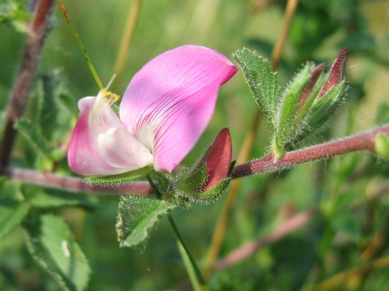 Kattendoorn (Ononis spinosa ssp. spinosa) zaden