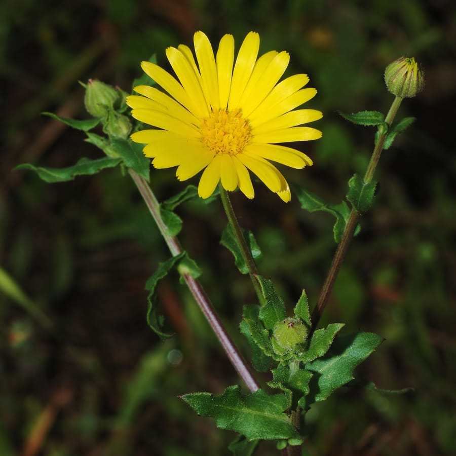 Akkergoudsbloem (Calendula arvensis) zaden