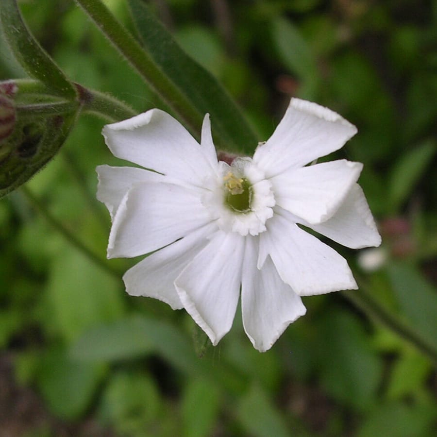 Avondkoekoeksbloem (Silene latifolia ssp. alba) zaden